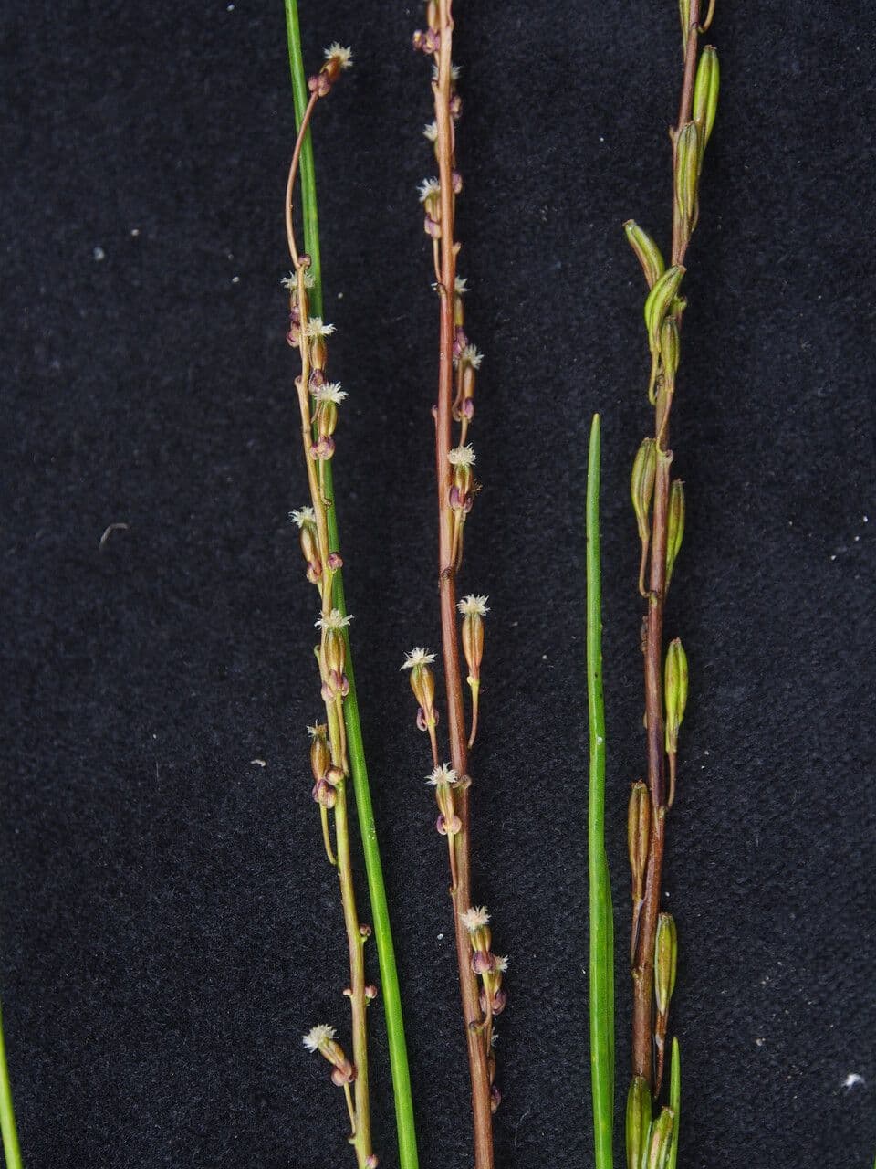 Giuncastrello palustre 28