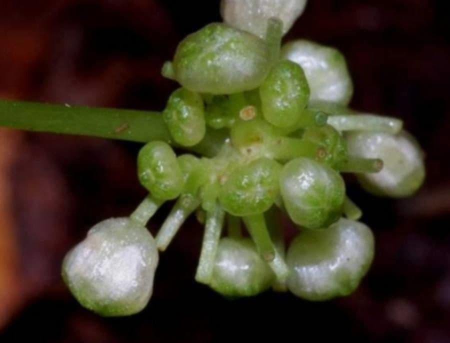 Pilea