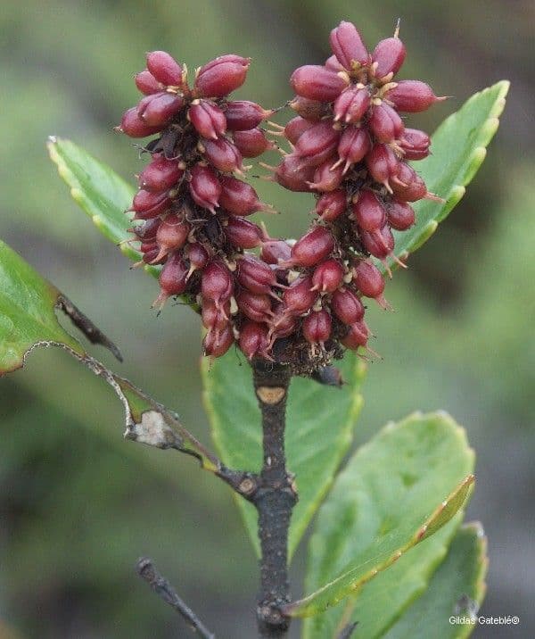 Cunonia 8