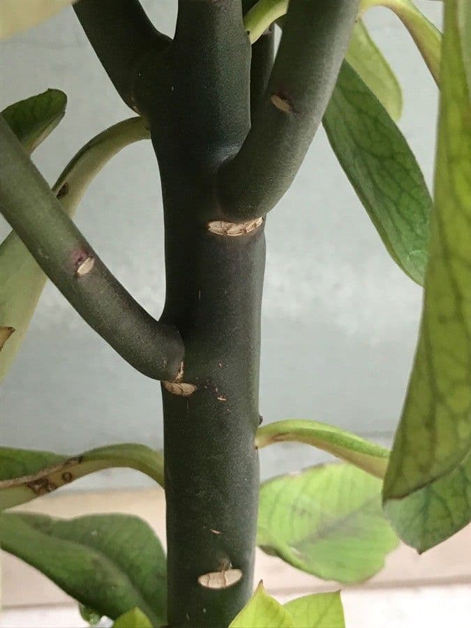 Himatanthus 14