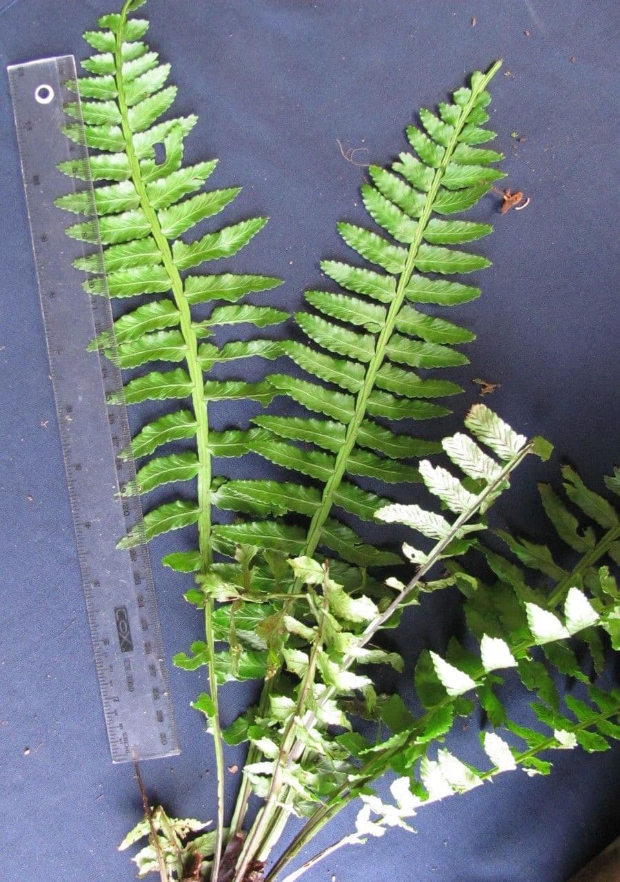 Asplenium 9