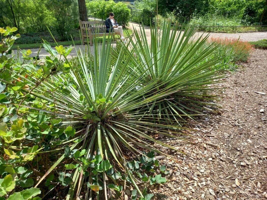 Whipples Yucca 8