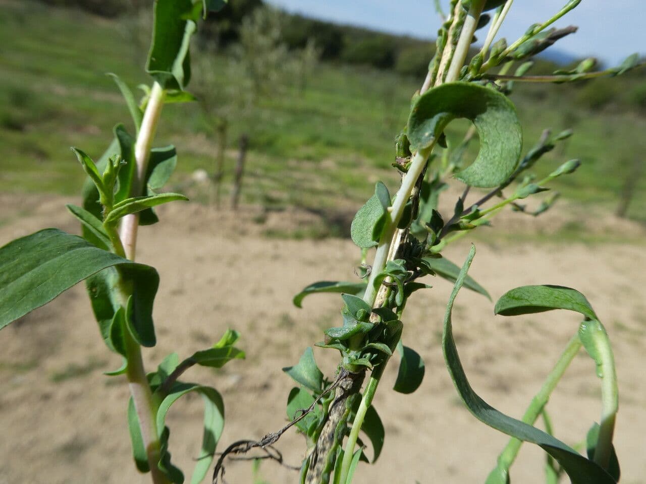 Lattuga viminea 25