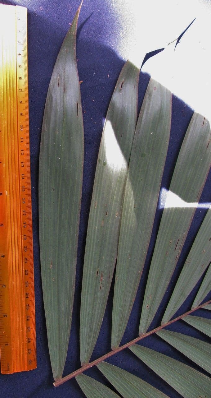Bactris 13