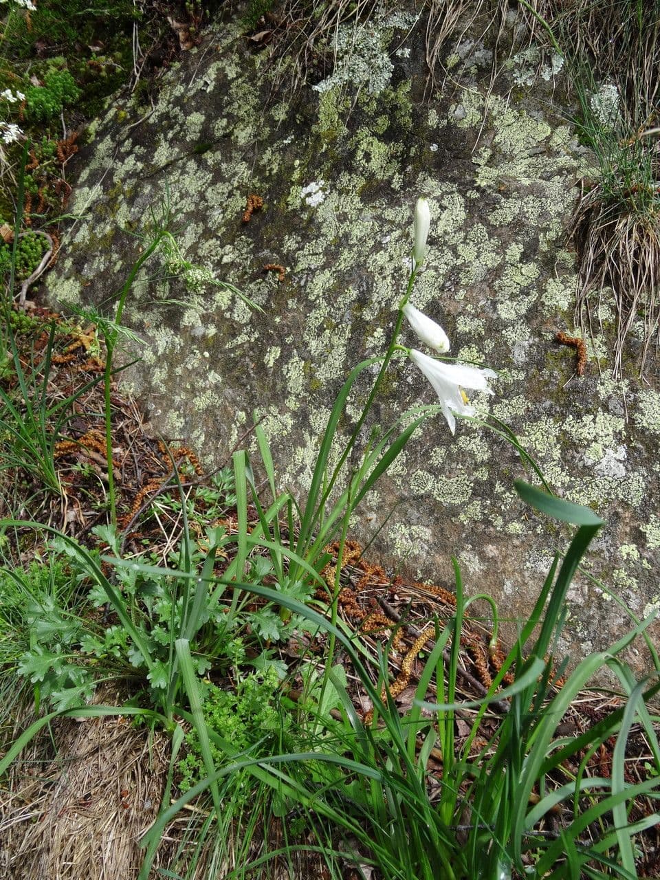 Giglio di monte 8