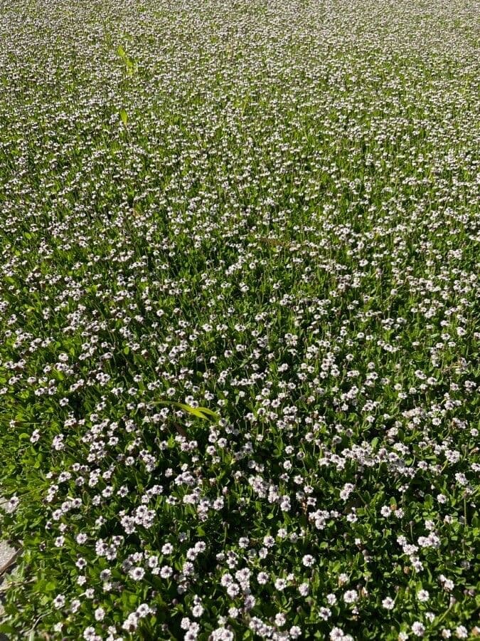 Fila nodiflora 9