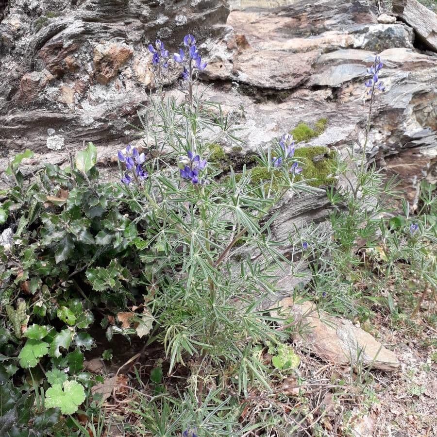 Schmalblättrige Lupine 15