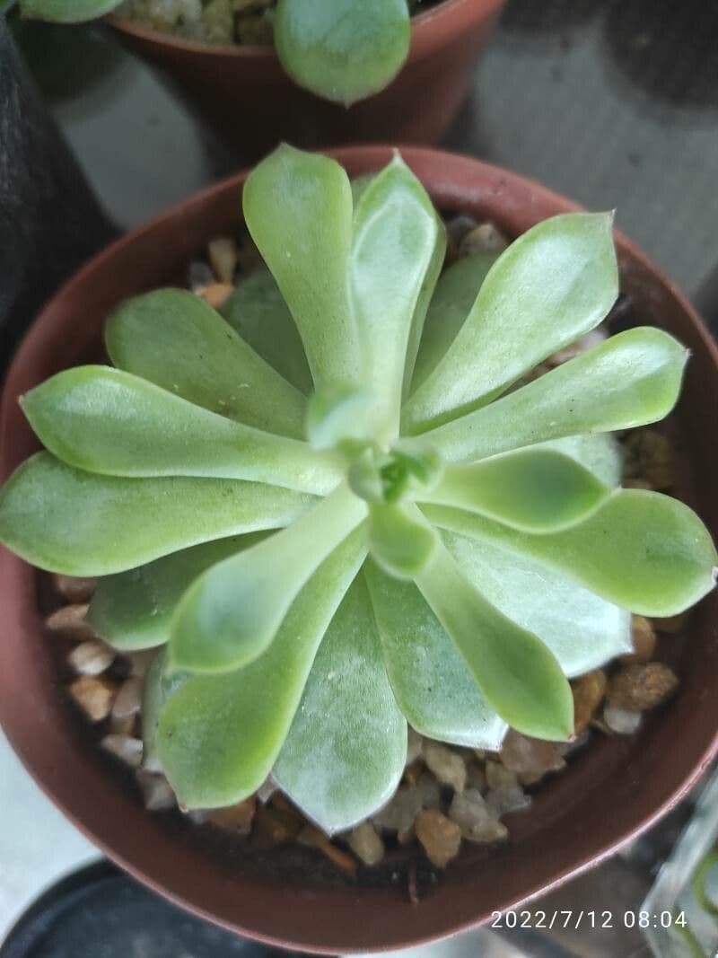 Cactus stella dorata 27