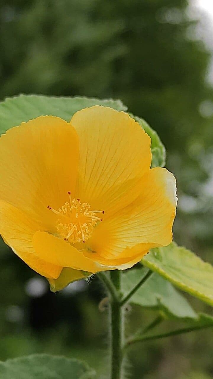 Abutilon 4