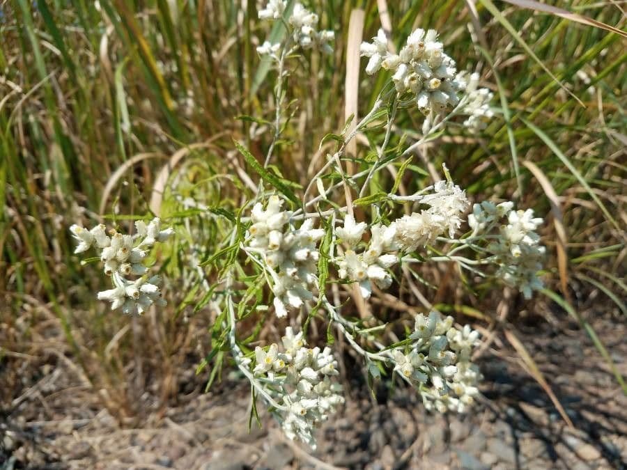 Gnaphalium californiano