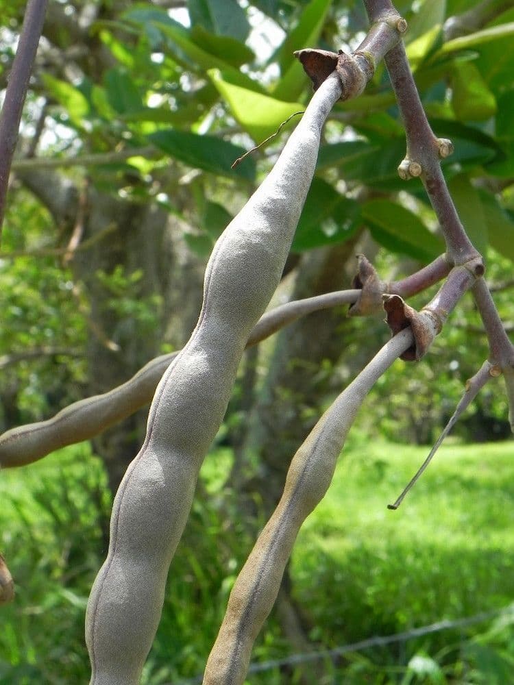 Erythrina bruna 4