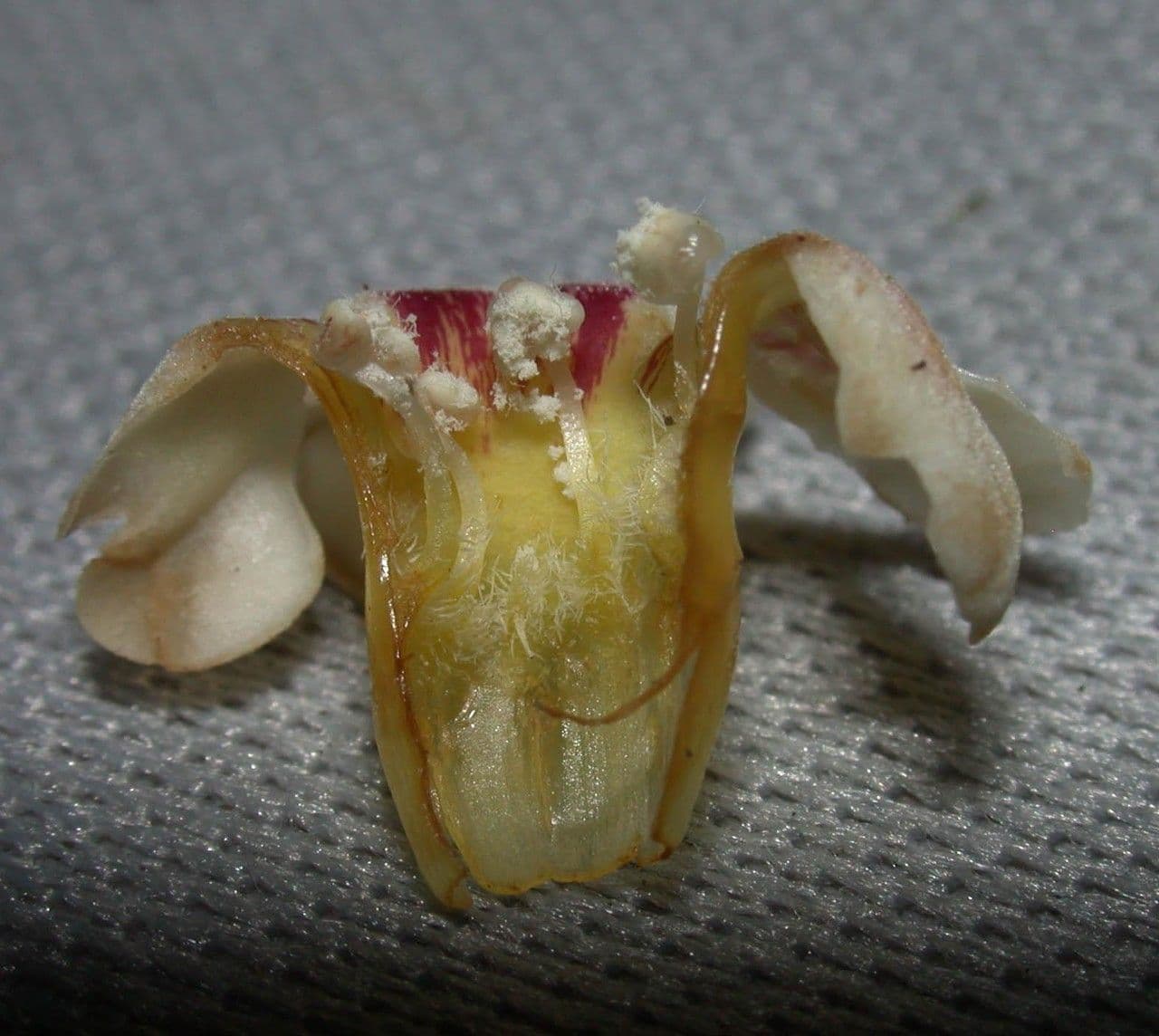 Schlegelia parviflora 20