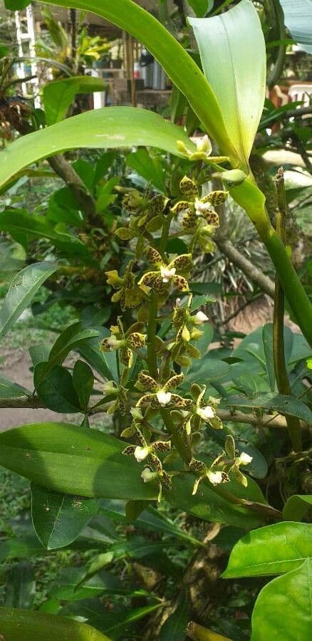 Prosthechea vespa 5