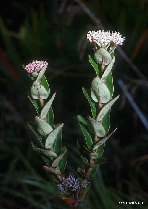Normandia neocaledonica 7
