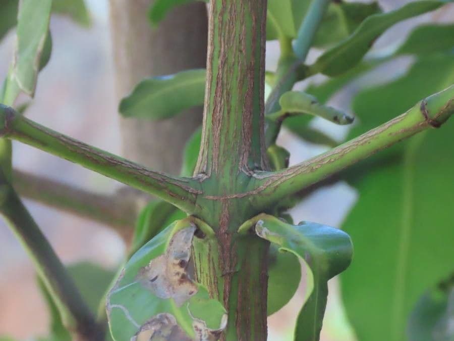 Garcinia livingstonei 7