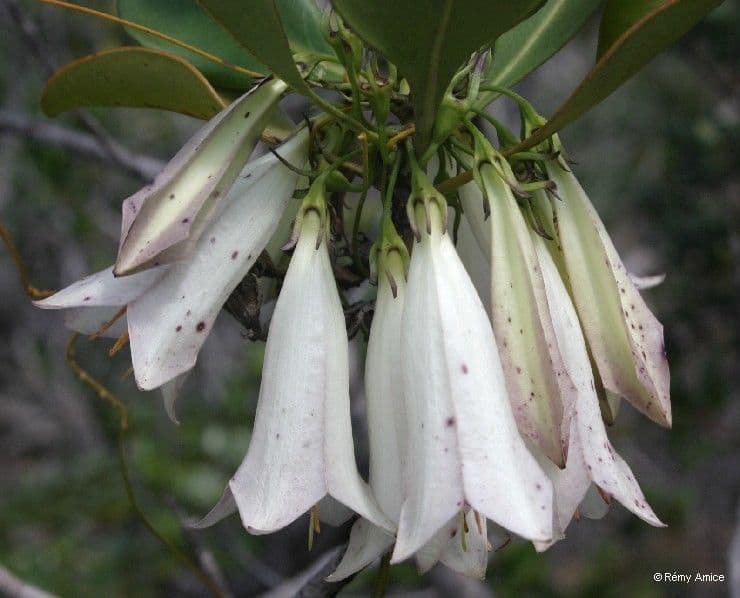 Thiollierea