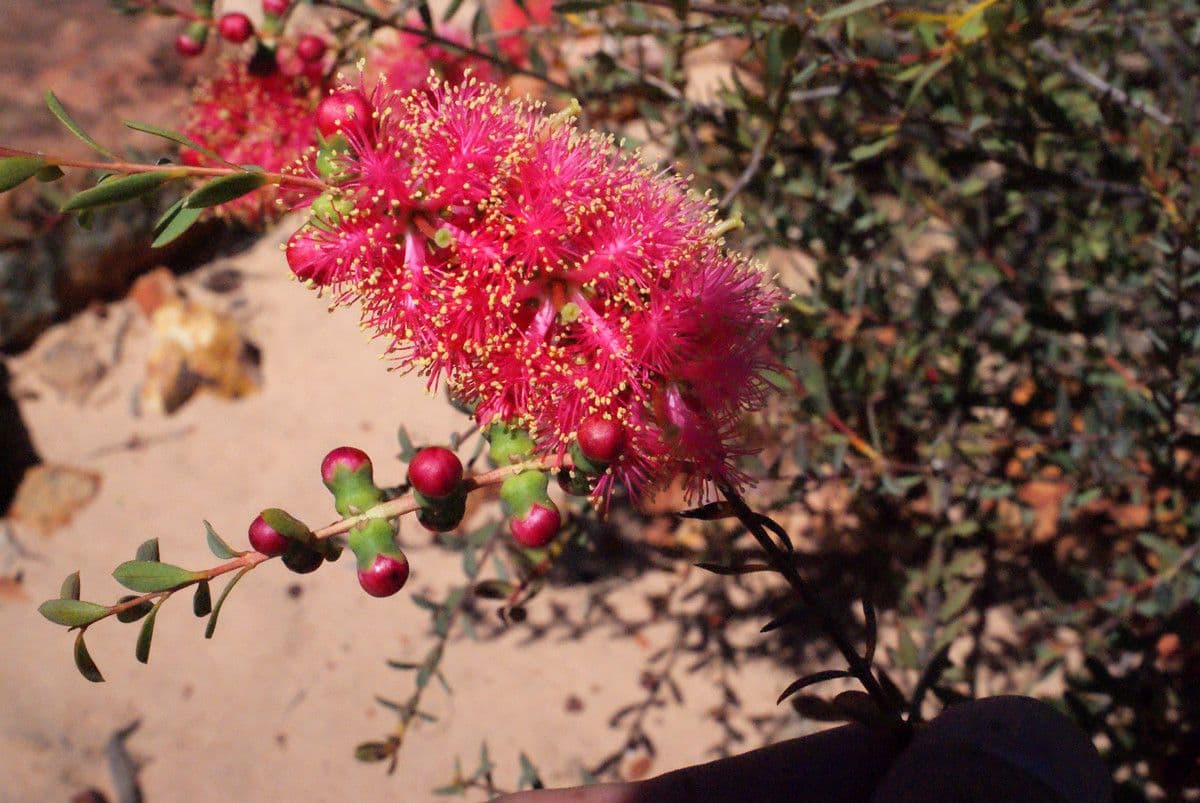 Melaleuca radula 2