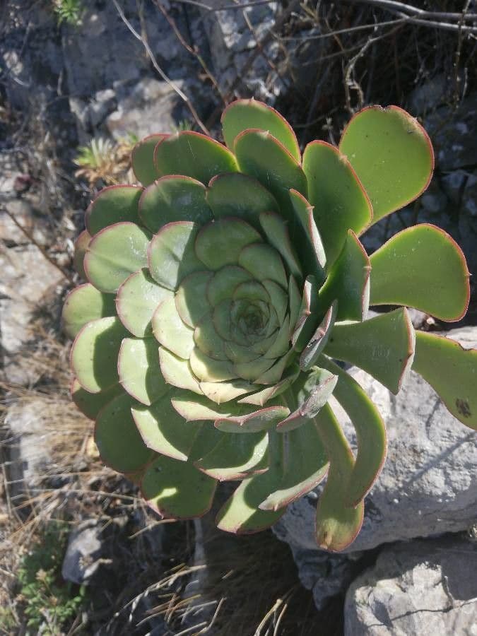 Aeonium 30