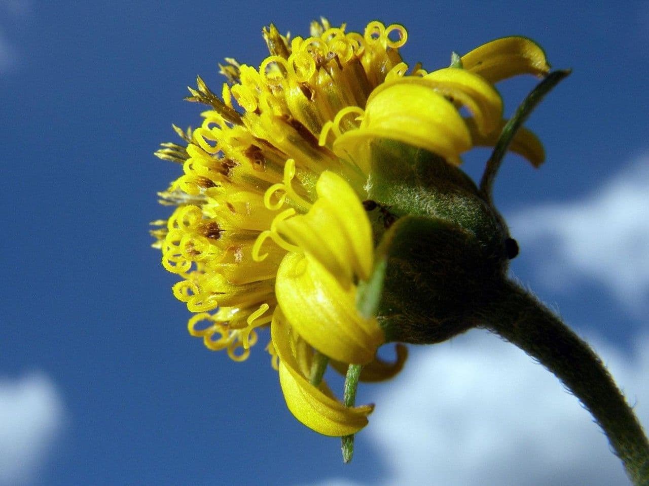 Zexmenia 2