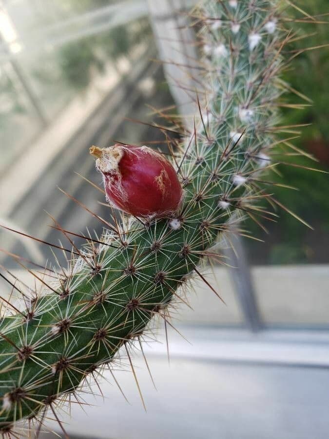 Cactus di Baumann 2