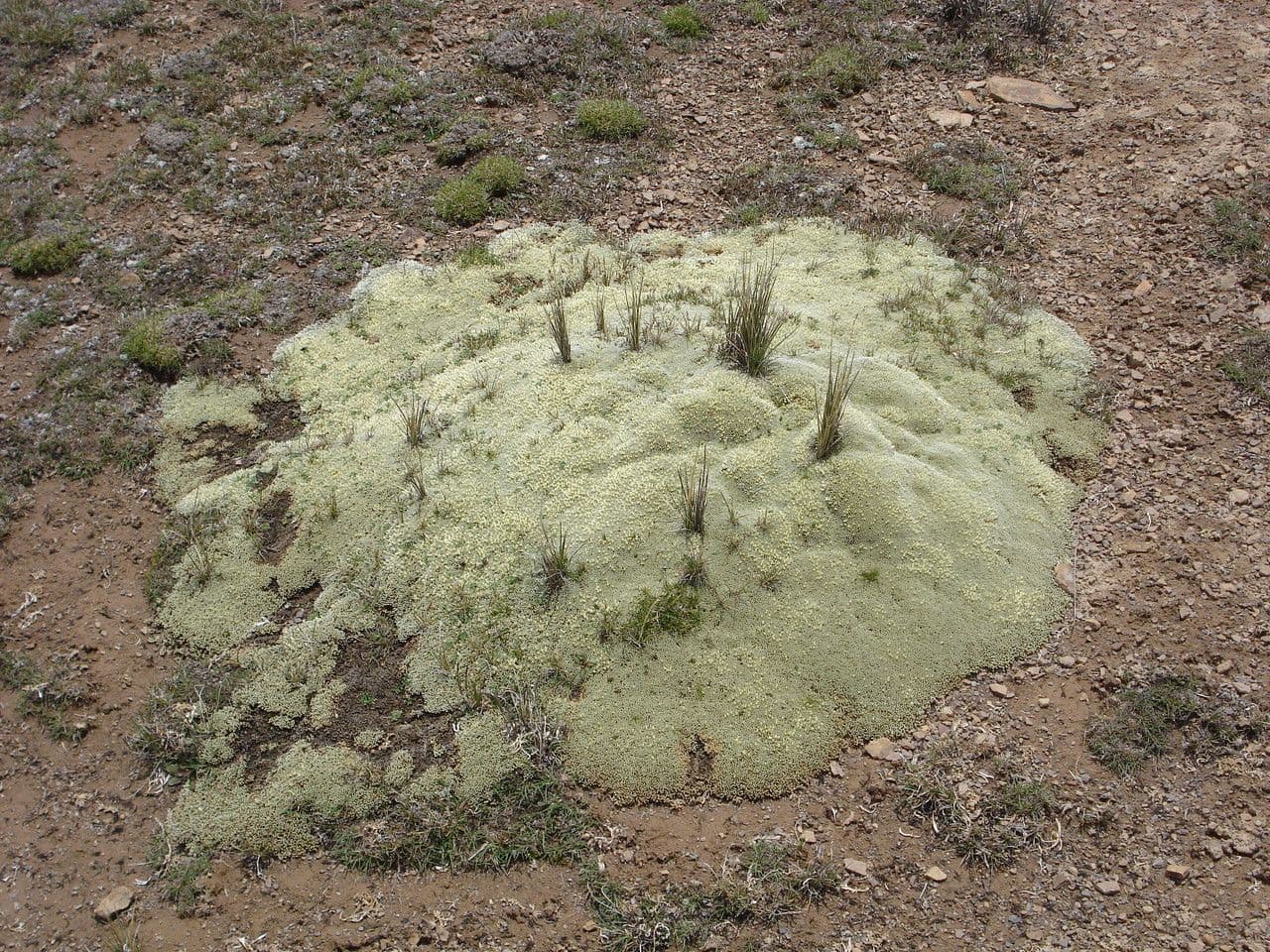Pycnophyllum 9