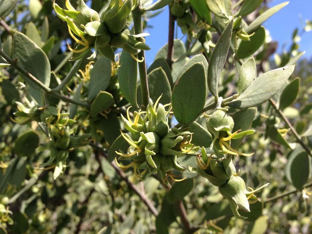 Jojoba 24
