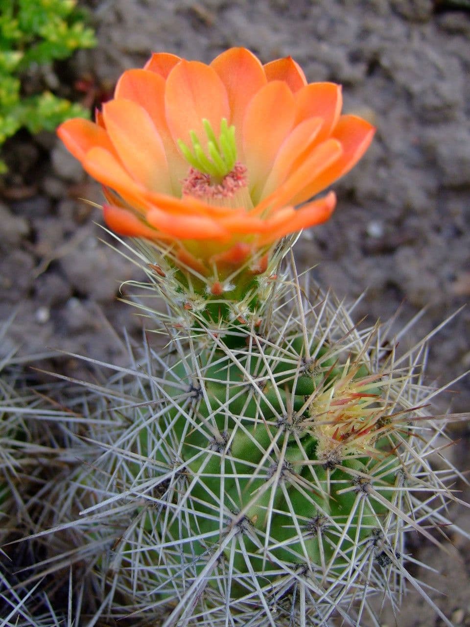Echinocereus coccineus