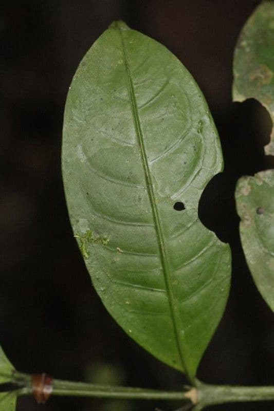 Faramea 7