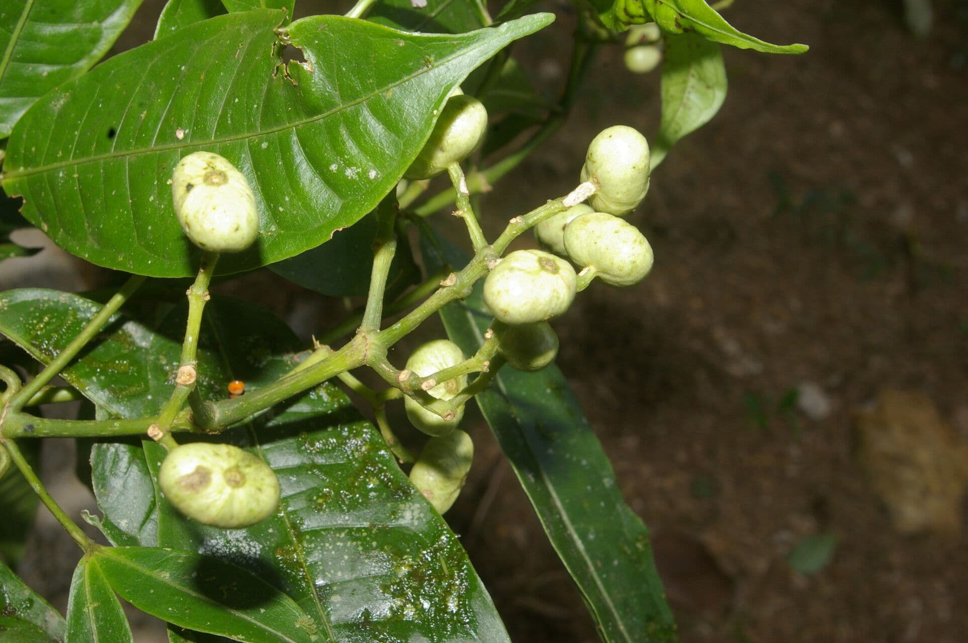 Faramea ghiandolosa 2