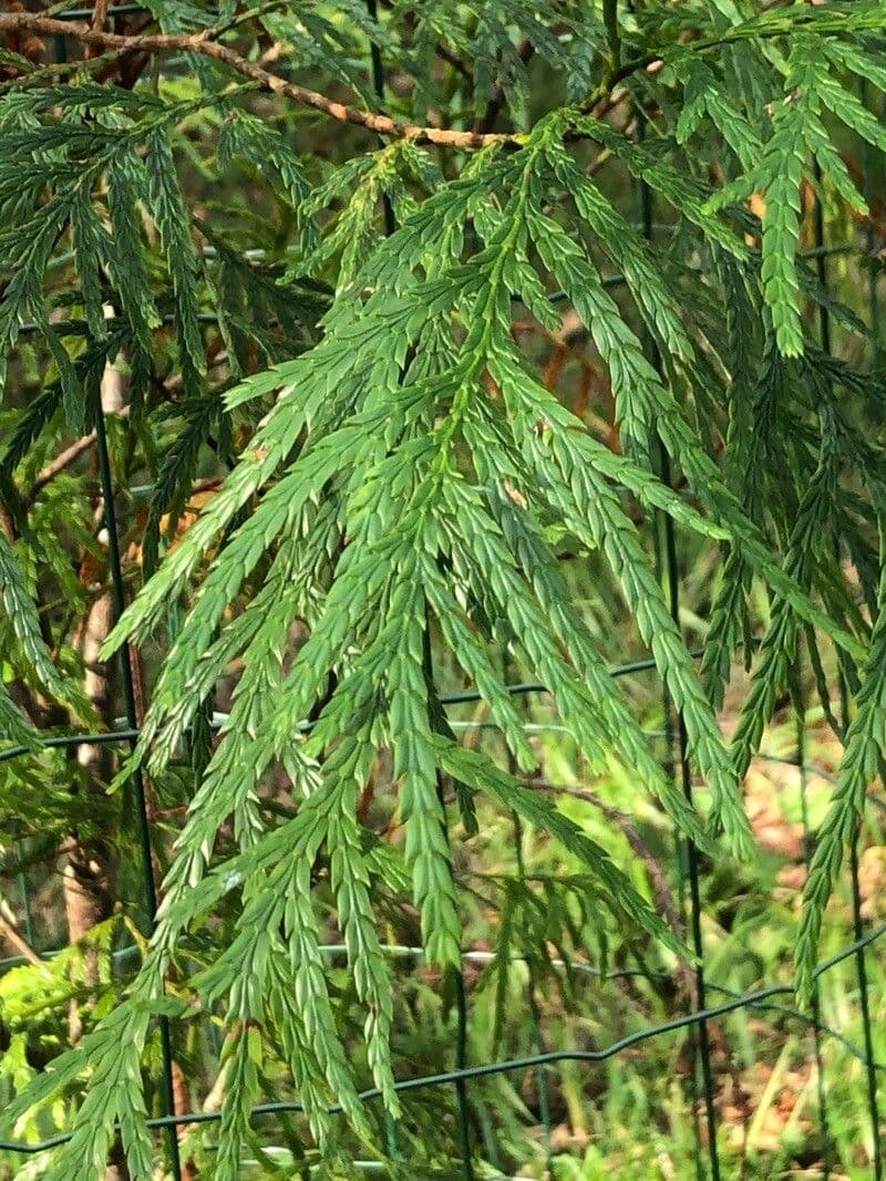Cipresso di Fujian