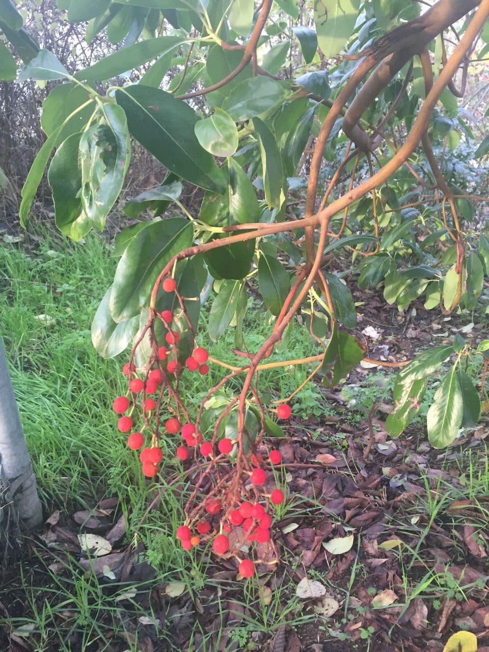 Arbutus menziesii 9