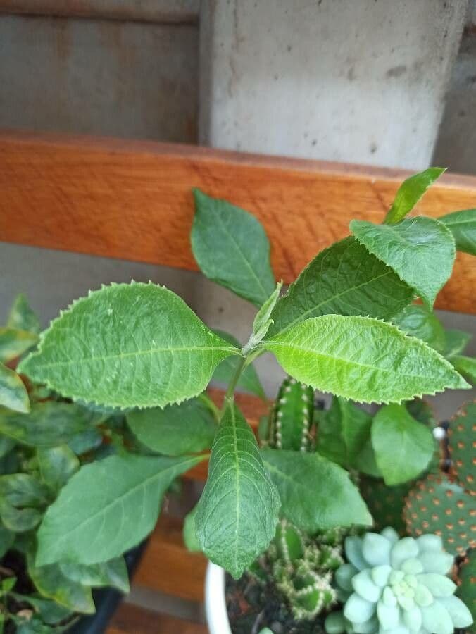Blumea balsamifera 7