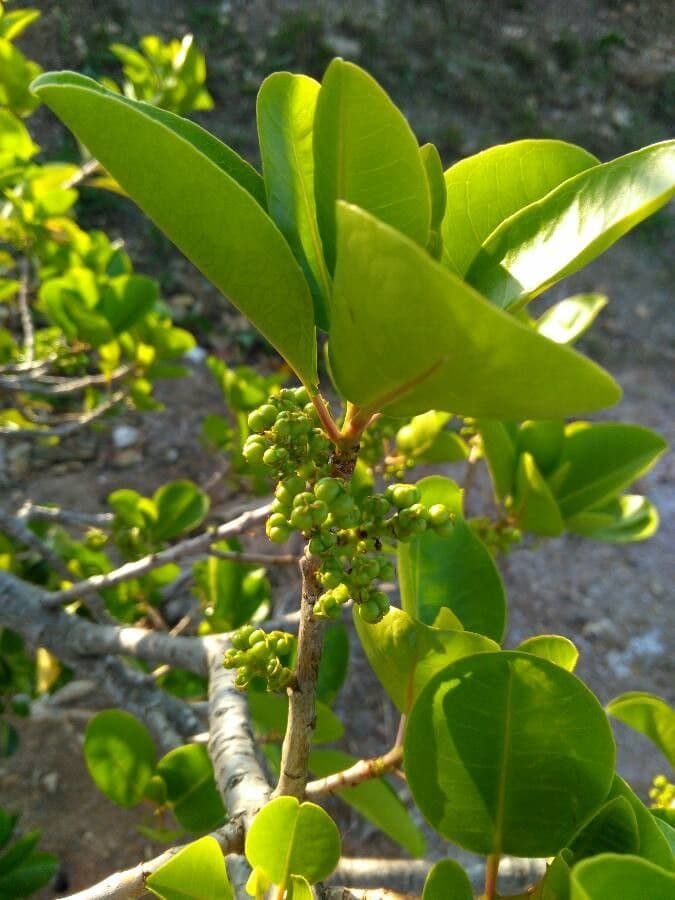 Excoecaria agallocha 4