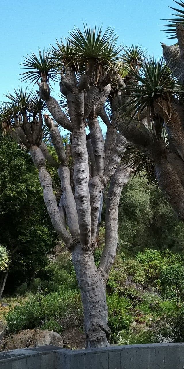 Dracaena 5