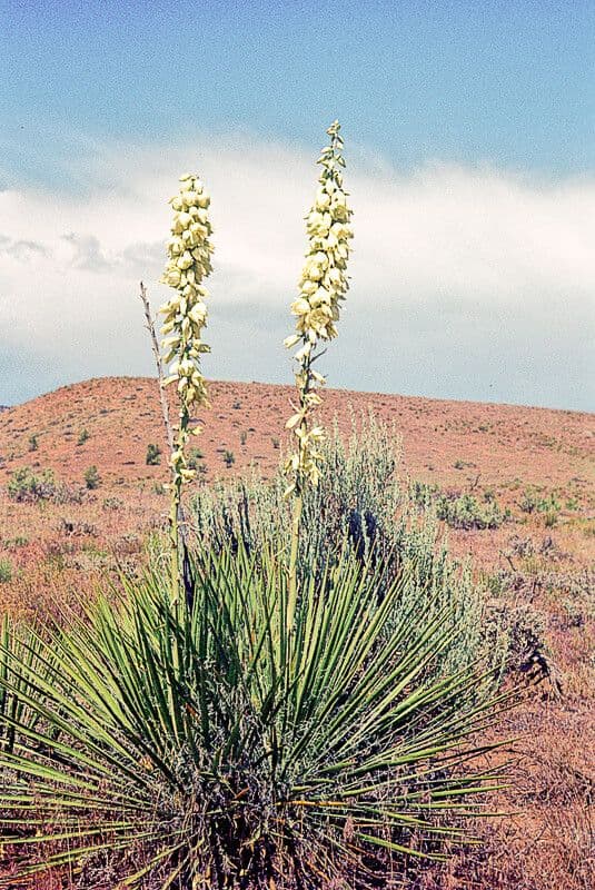 Schmalblättrige Yucca 3