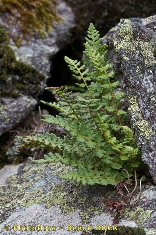 Pazoubek alpský 20