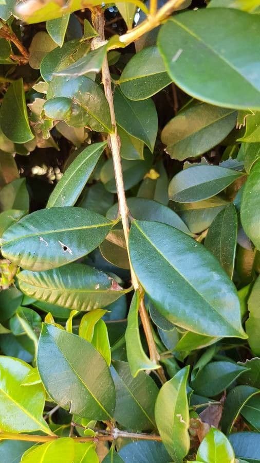 Syzygium paniculatum 19