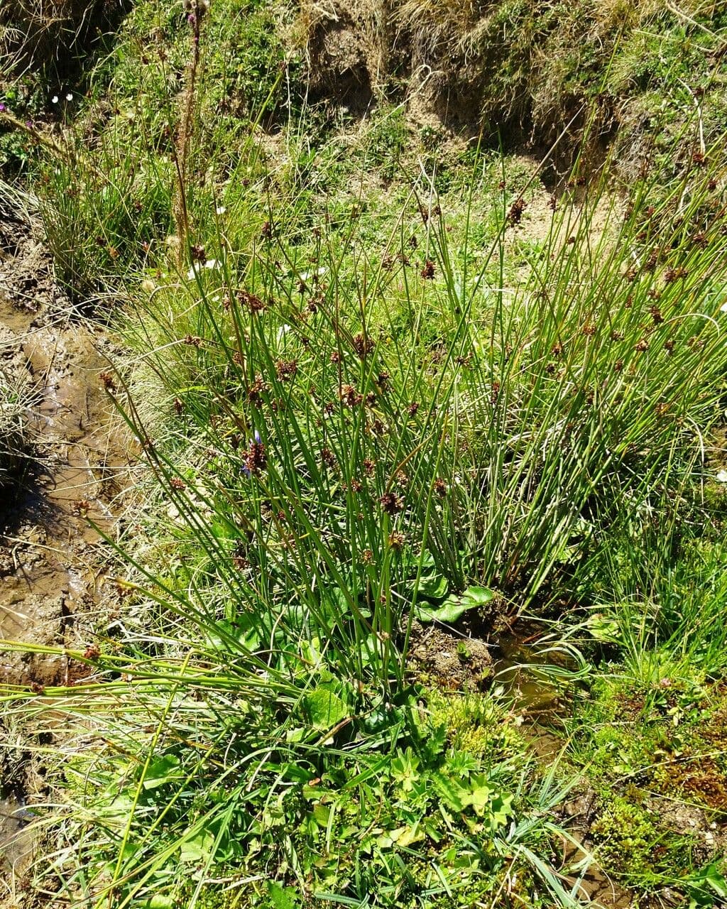 Giunco conglomerato 14