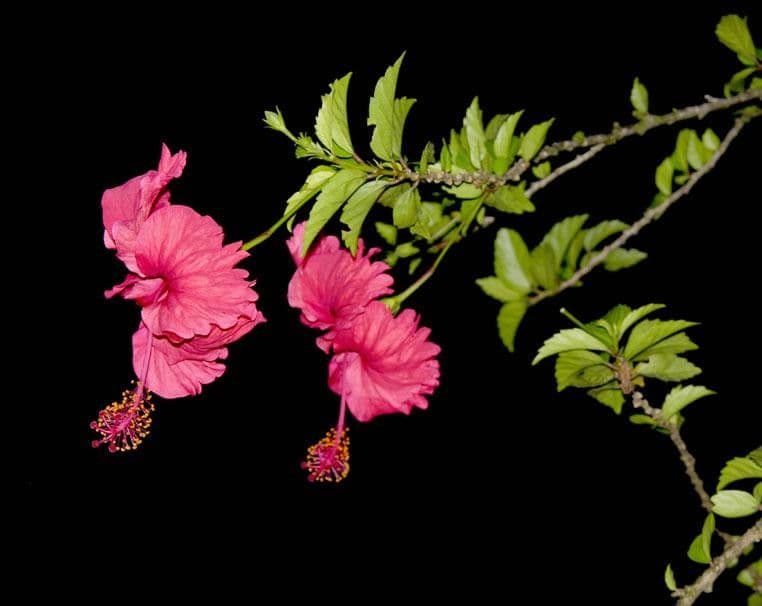 Hibiscus cispadanus 23