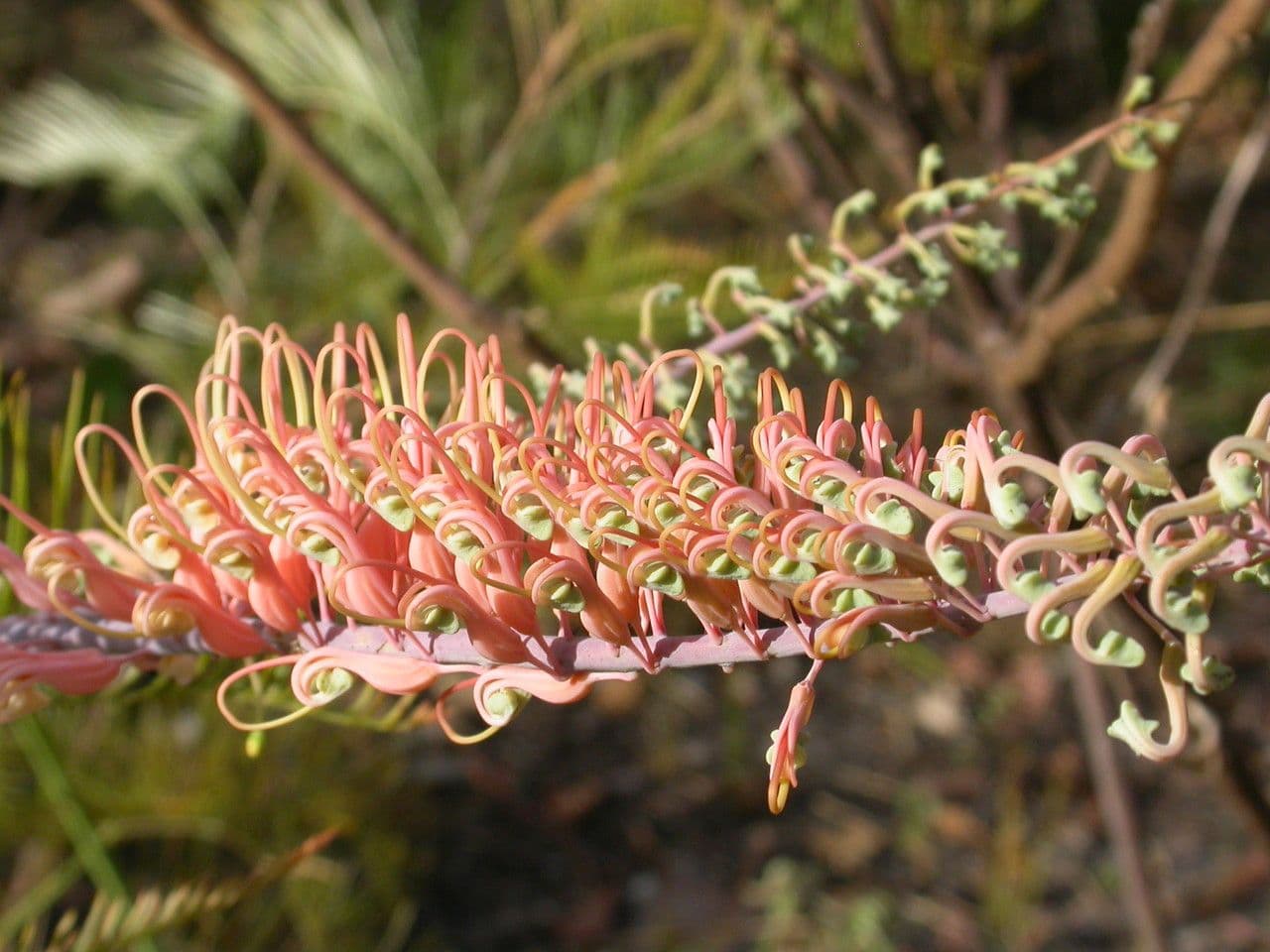 Grevillea 3