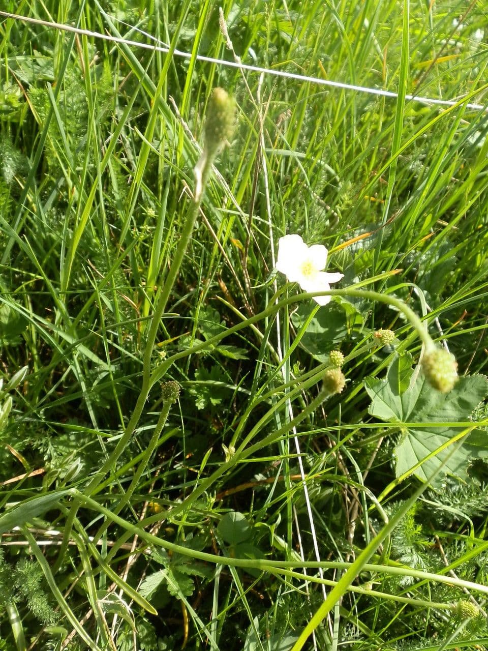 Jaskier Küpfera 23