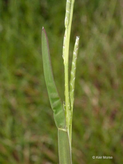 Gras-Mannagras