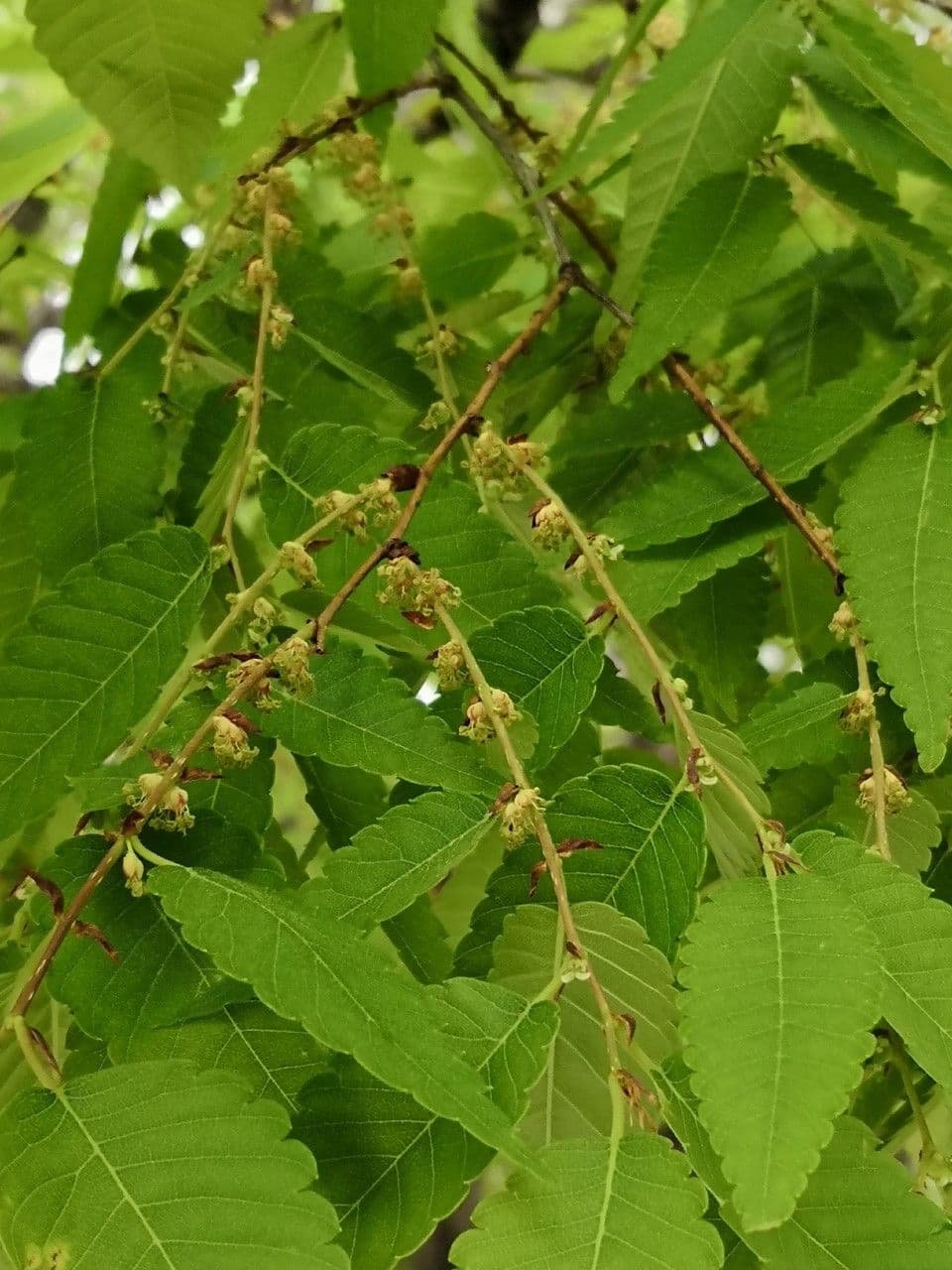 Zelkova