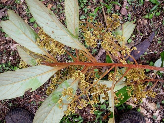 Ocotea 5