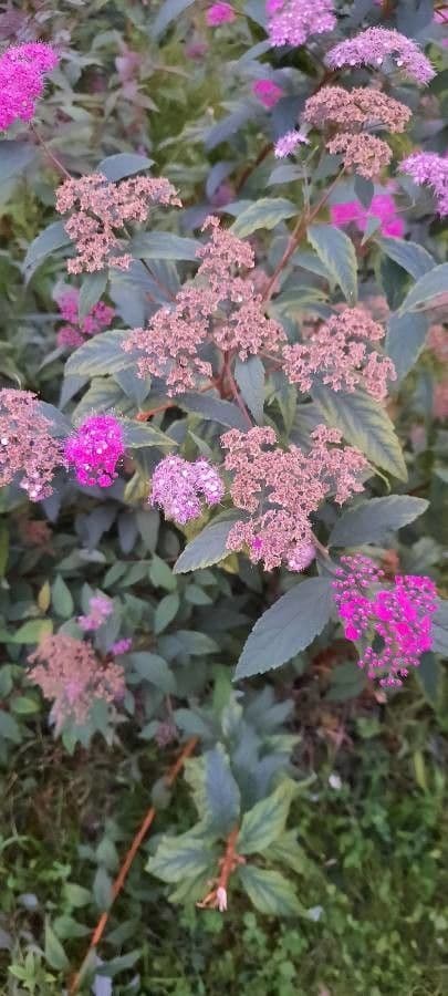 Spiraea di Douglas 26