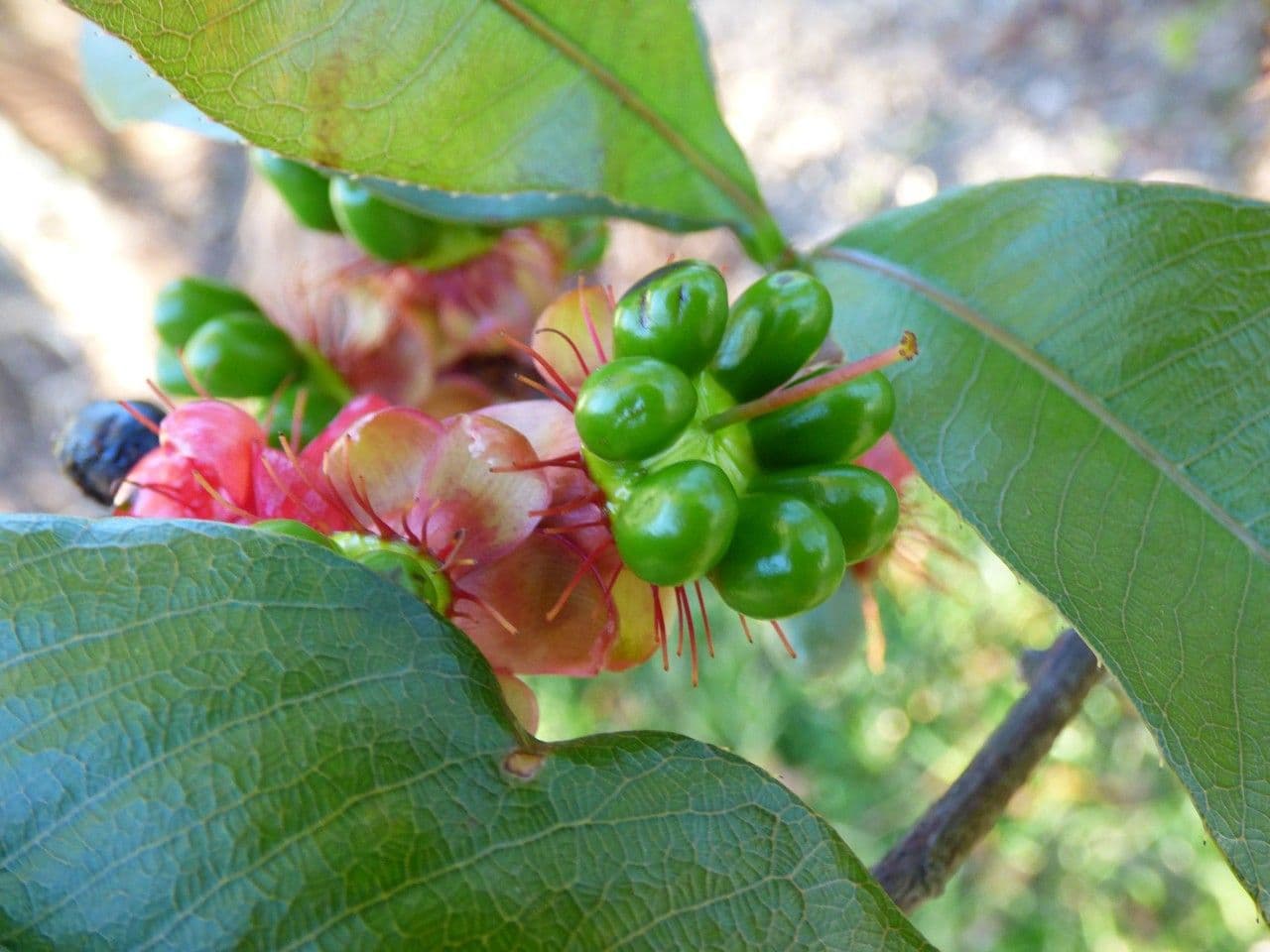 Ochna 2