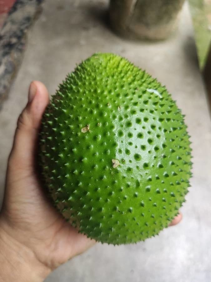 Melón espinoso 5