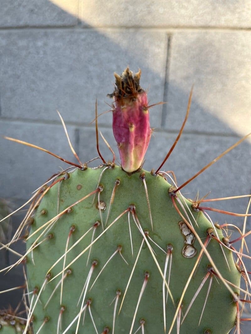 Opuntia macrocentra 9