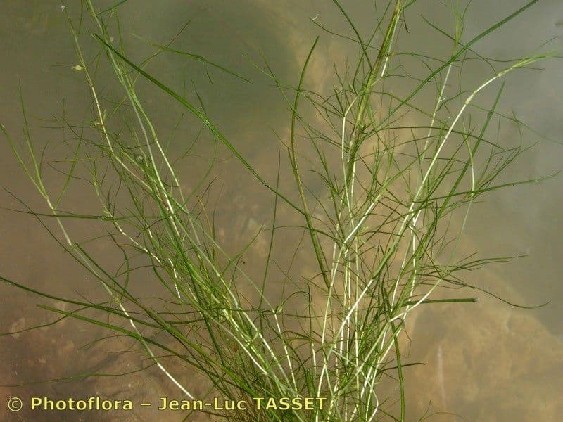 Zanichellia palustre 11