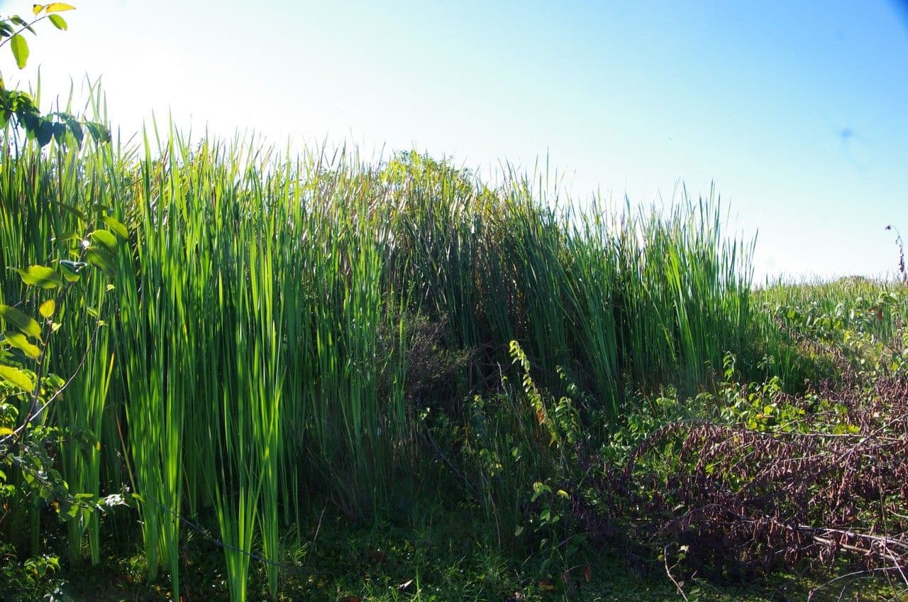 Totora 12